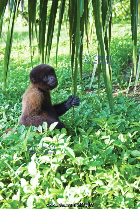  : Amazon Rainforest, A Brown Wooly Monkey