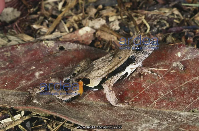 : Amazon Rainforest Frog : Amazon Rainforest Frog