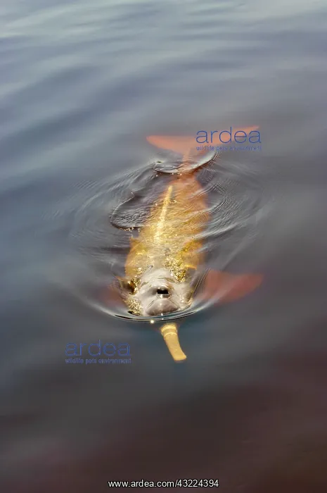  : Amazon River Dolphin (Inia geoffrensis)