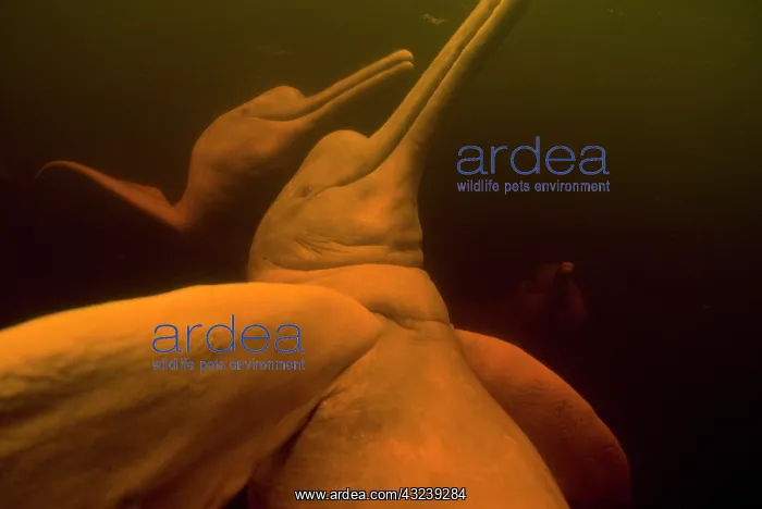 : Amazon River Dolphins or Botos (Inia geoffrensis) : Amazon River Dolphins or Botos (Inia geoffrensis)