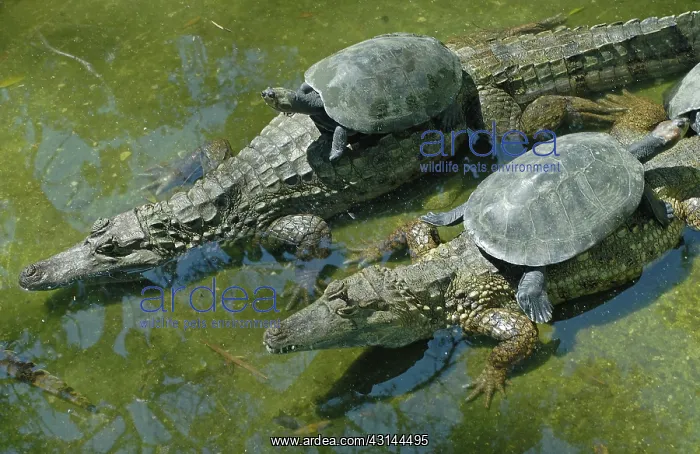 : Amazon River Turtles perched on Spectacled Caiman : Amazon River Turtles perched on Spectacled Caiman