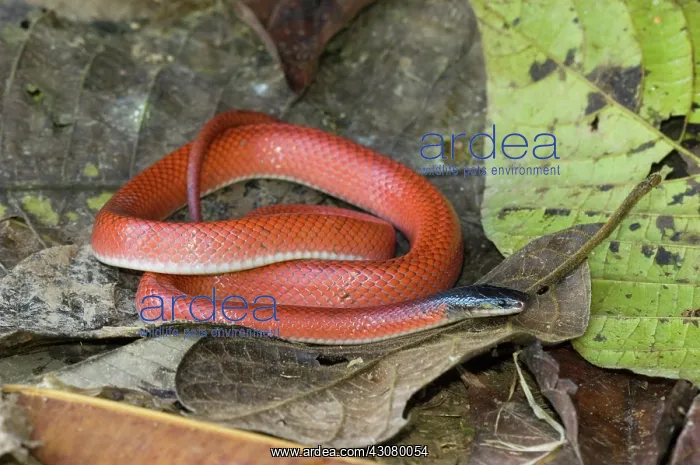 : Amazon Scarlet Snake : Amazon Scarlet Snake