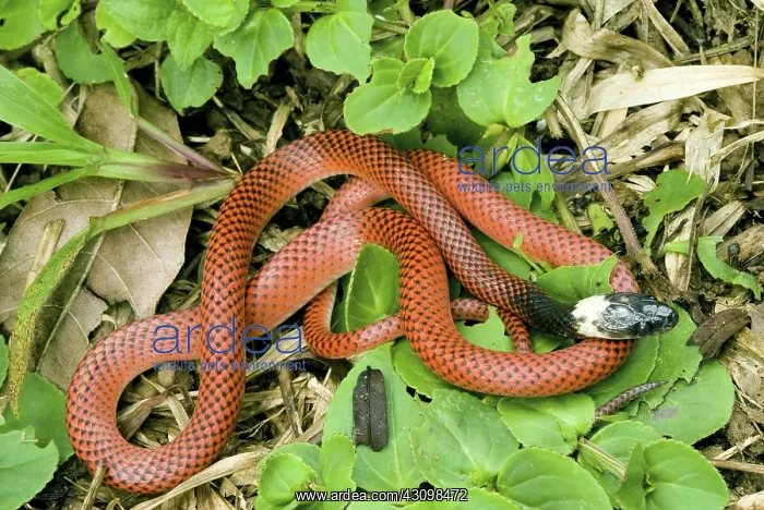 : Amazon scarlet snake : Amazon scarlet snake