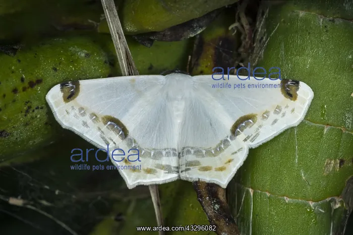 : Amazon Silky White moth (Sericoptera mahometeria) : Amazon Silky White moth (Sericoptera mahometeria)
