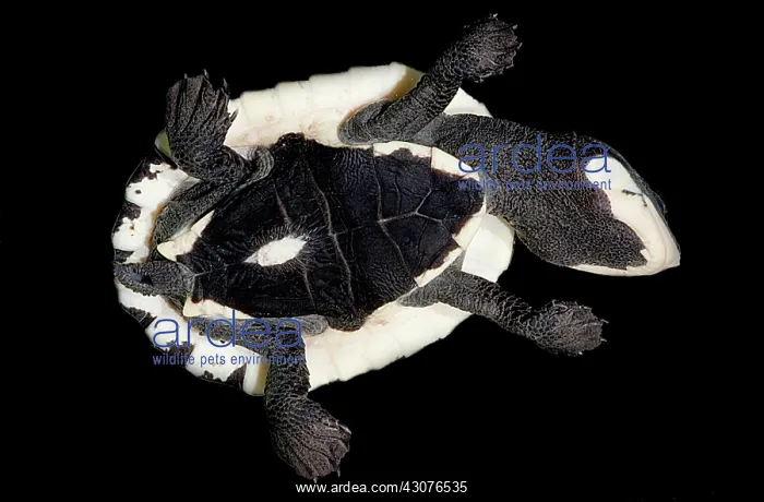 : Amazon Toadheaded Turtle : Amazon Toadheaded Turtle