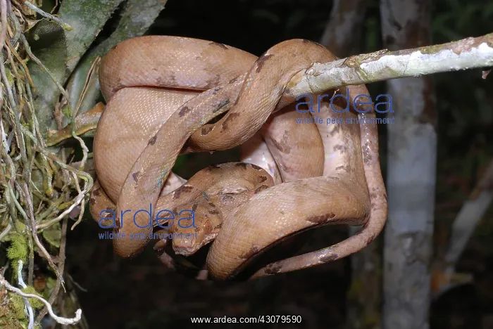 : Amazon Tree Boa : Amazon Tree Boa