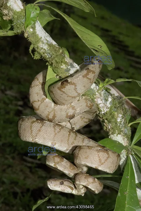 : Amazon tree boa : Amazon tree boa