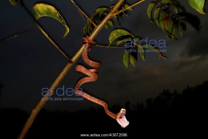 : Amazon tree Boa, Cook's tree Boa, common tree boa : Amazon tree Boa, Cook's tree Boa, common tree boa