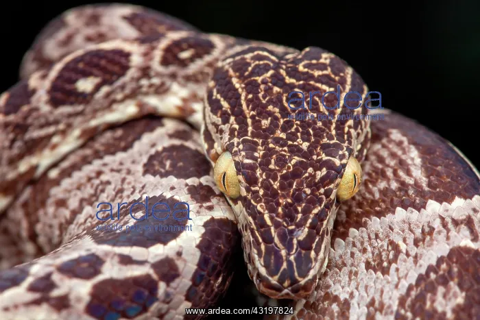 : Amazon tree boa (Corallus enydris) portrait, Kaw : Amazon tree boa (Corallus enydris) portrait, Kaw