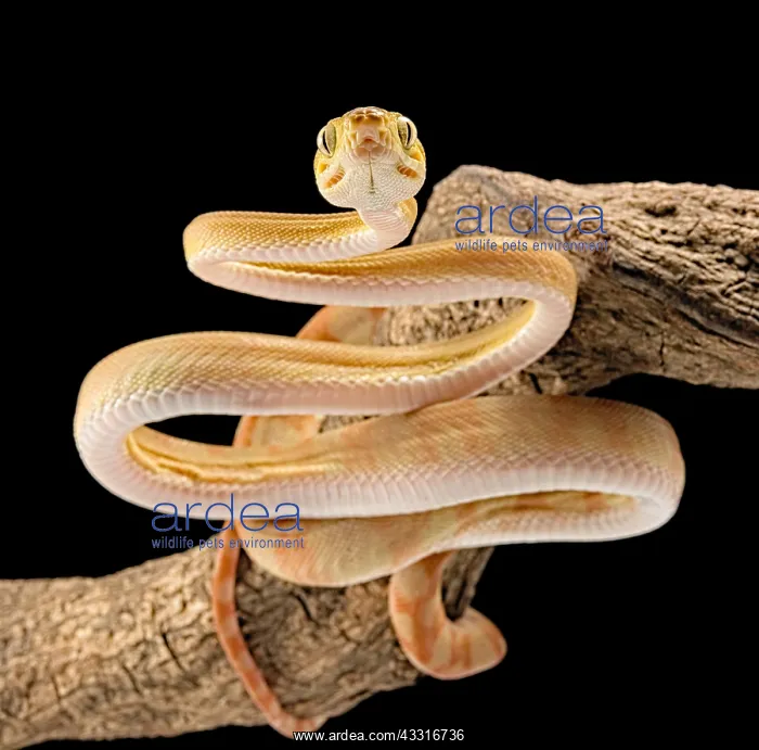 : Amazon tree boa (Corallus hortulanus) on black background : Amazon tree boa (Corallus hortulanus) on black background