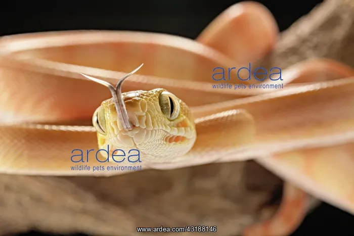 : Amazon tree boa (Corallus) hortulanus) Guyana : Amazon tree boa (Corallus) hortulanus) Guyana