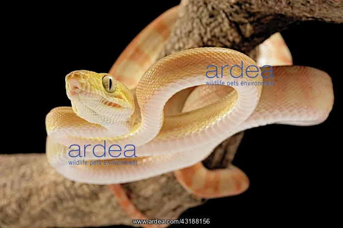 : Amazon tree boa (Corallus) hortulanus) Guyana : Amazon tree boa (Corallus) hortulanus) Guyana