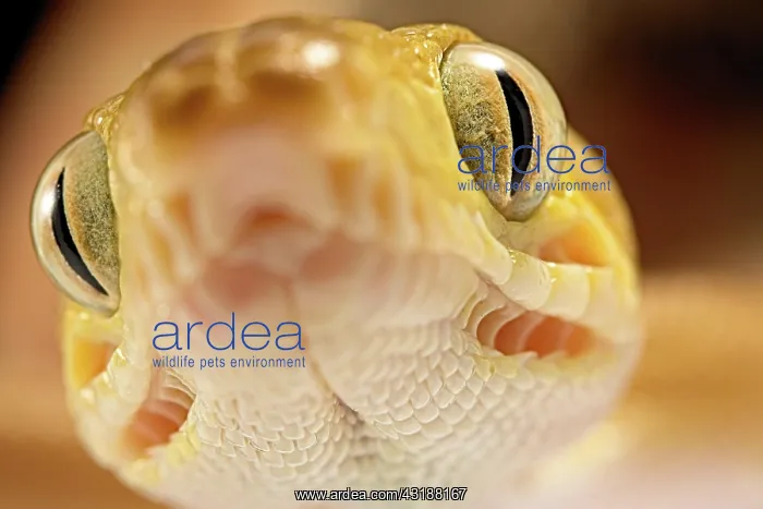 : Amazon tree boa (Corallus) hortulanus) Guyana : Amazon tree boa (Corallus) hortulanus) Guyana