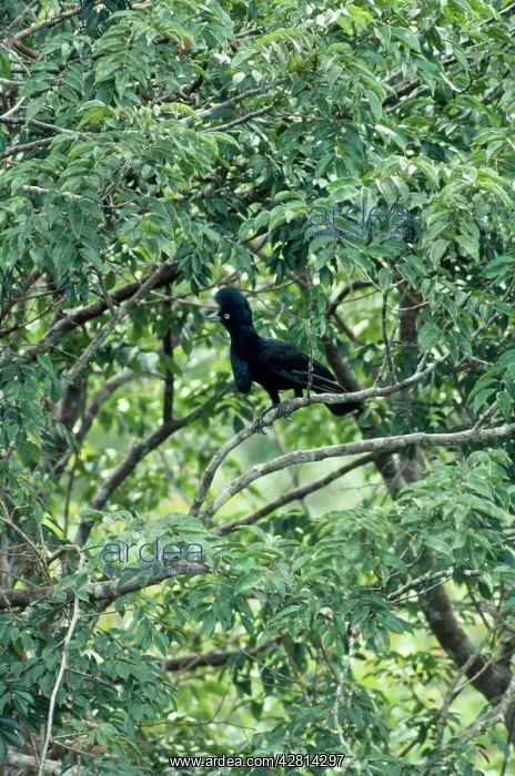  : AMAZON UMBRELLA BIRD