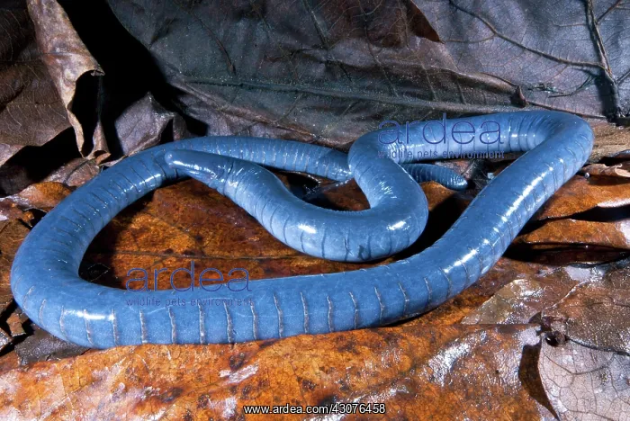 : Amazonian Caecilian : Amazonian Caecilian