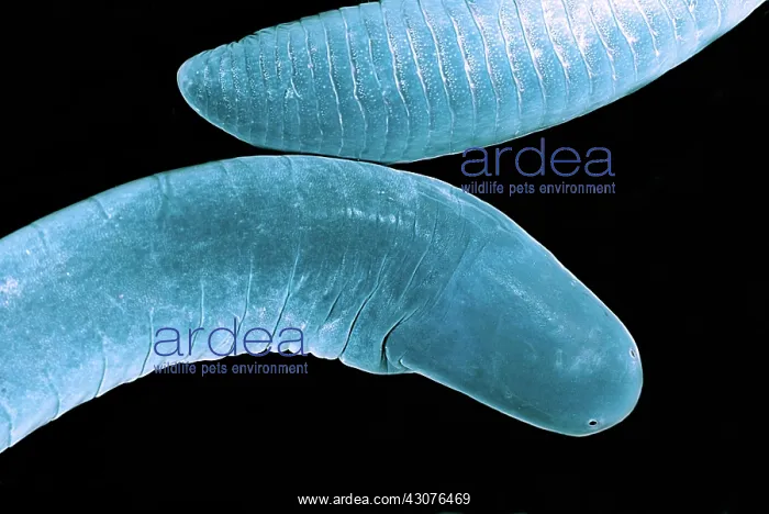 : Amazonian Caecilian : Amazonian Caecilian
