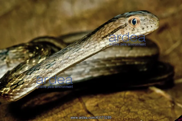 : Amazonian Coastal House Snake : Amazonian Coastal House Snake