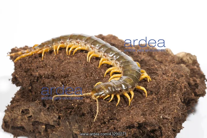 : Amazonian Giant Centipede (Scolopendra gigantea : Amazonian Giant Centipede (Scolopendra gigantea