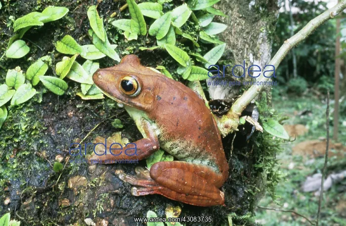: Amazonian Gladiator Tree Frog (Hyla boans) : Amazonian Gladiator Tree Frog (Hyla boans)