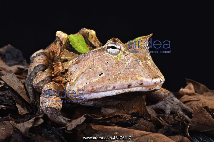 : Amazonian horned frog (Ceratophrys cornuta), Suriname : Amazonian horned frog (Ceratophrys cornuta), Suriname