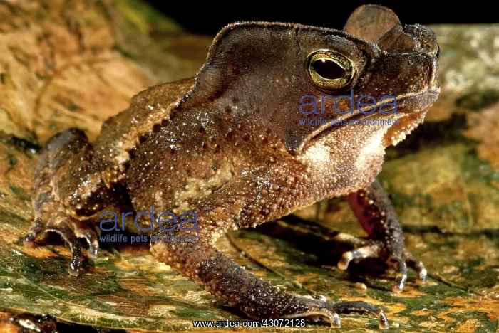 : Amazonian Leaf Toad : Amazonian Leaf Toad