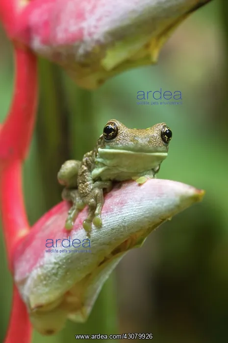 : Amazonian Milk Treefrog : Amazonian Milk Treefrog