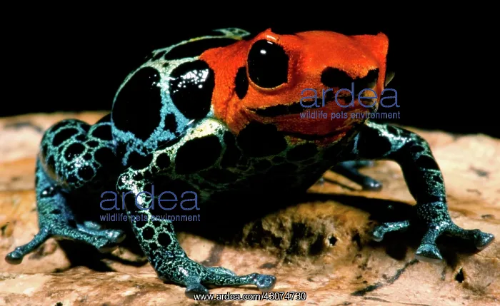 : Amazonian Poison Frog : Amazonian Poison Frog