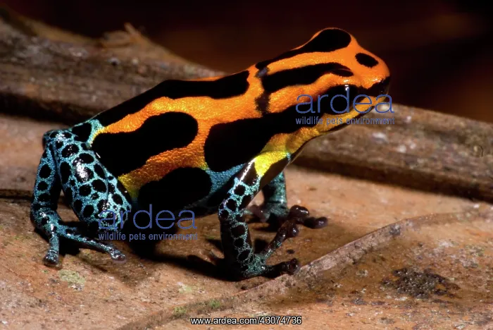 : Amazonian Poison Frog : Amazonian Poison Frog