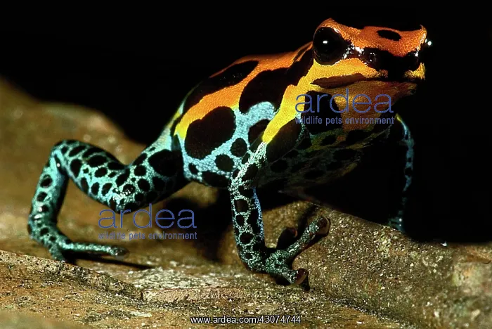 : Amazonian Poison Frog : Amazonian Poison Frog