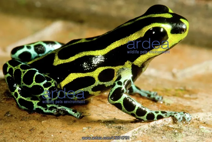  : Amazonian Poison Frog
