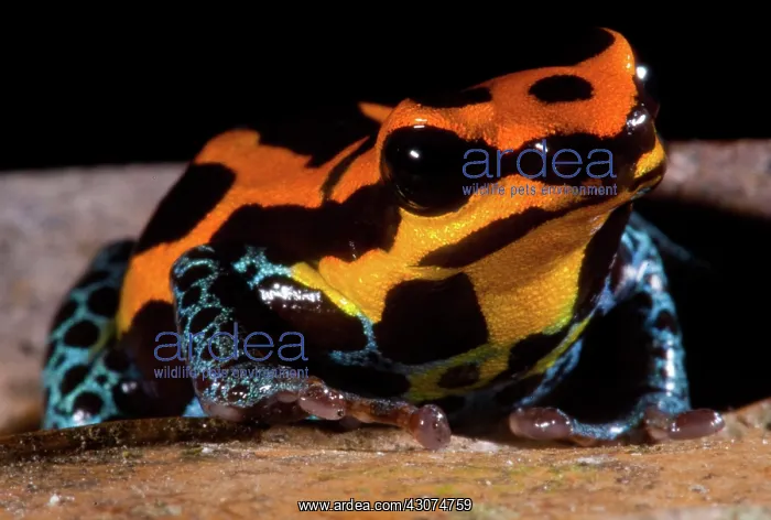 : Amazonian Poison Frog : Amazonian Poison Frog