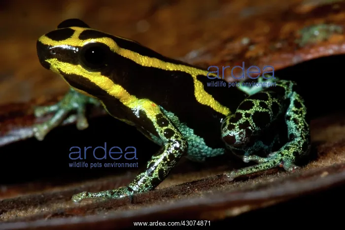 : Amazonian Poison Frog : Amazonian Poison Frog