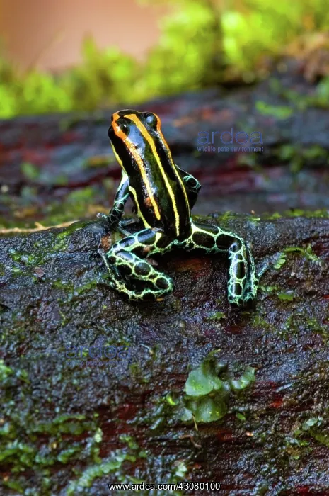 : Amazonian Poison Frog : Amazonian Poison Frog