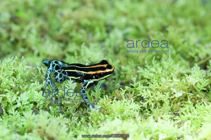  : Amazonian Poison Frog