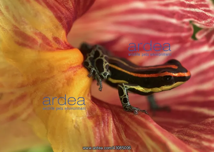 : Amazonian Poison Frog : Amazonian Poison Frog