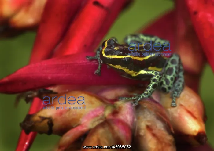 : Amazonian poison frog : Amazonian poison frog