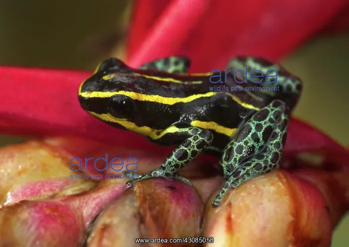 : Amazonian poison frog : Amazonian poison frog