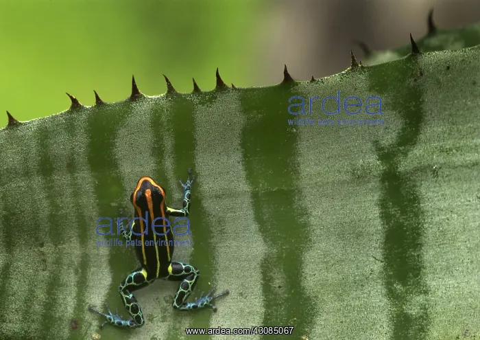 : Amazonian poison frog : Amazonian poison frog