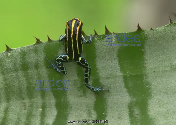 : Amazonian poison frog : Amazonian poison frog
