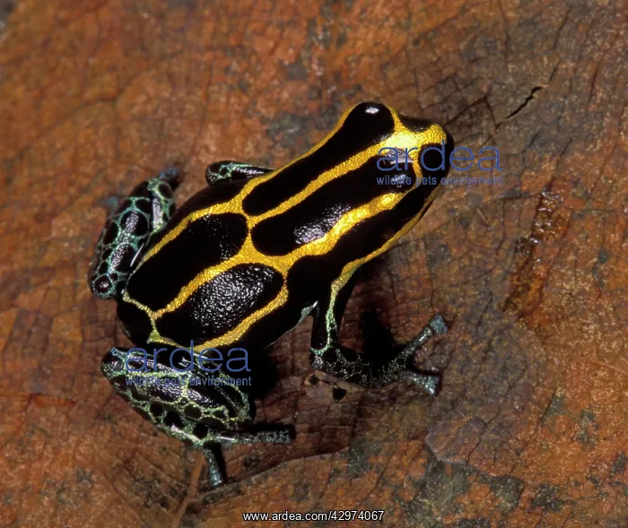 : Amazonian Poison Frog - On a dead leaf : Amazonian Poison Frog - On a dead leaf