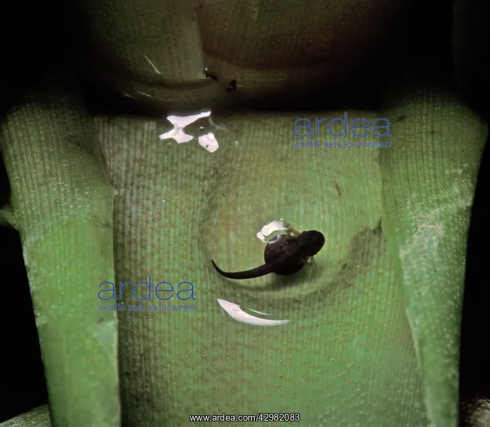 : Amazonian Poison Frog - Tadpole on a leaf : Amazonian Poison Frog - Tadpole on a leaf