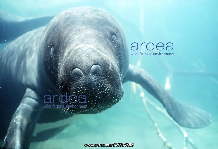 : Amazonian / South American MANATEE - close-up : Amazonian / South American MANATEE - close-up