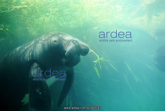 : Amazonian / South American MANATEE - eating aquatic grass : Amazonian / South American MANATEE - eating aquatic grass