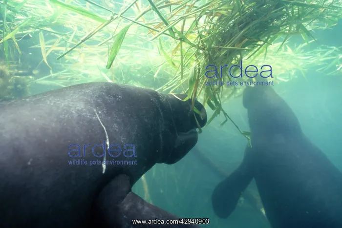: Amazonian / South American MANATEE - x two eating : Amazonian / South American MANATEE - x two eating