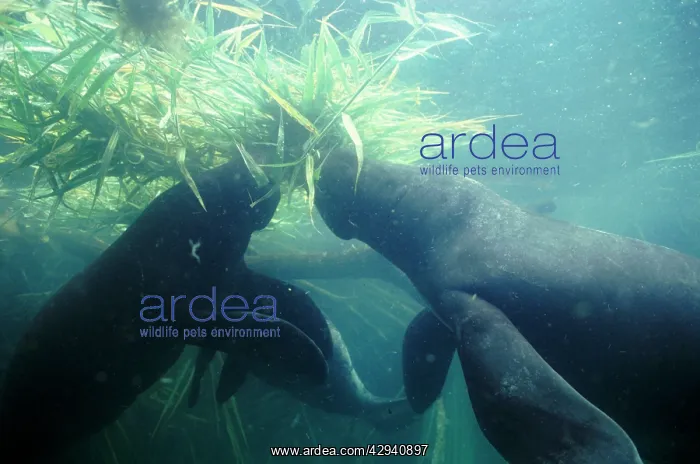 : Amazonian / South American MANATEE - x two, eating : Amazonian / South American MANATEE - x two, eating