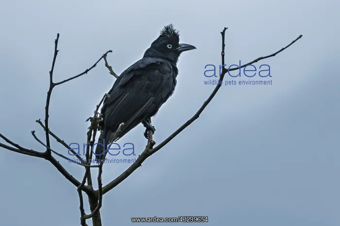 : Amazonian Umbrellabird (Cephalopterus ornatus) female : Amazonian Umbrellabird (Cephalopterus ornatus) female