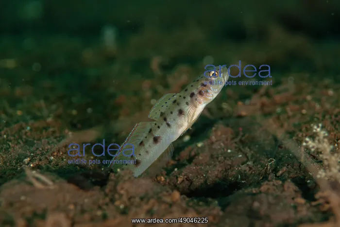 : Ambanoro Shrimpgoby : Ambanoro Shrimpgoby