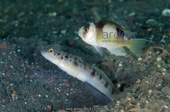 : Ambanoro Shrimpgoby with Black-banded Damselfish : Ambanoro Shrimpgoby with Black-banded Damselfish