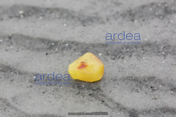 : Amber on a beach of the Wadden Sea - Germany : Amber on a beach of the Wadden Sea - Germany