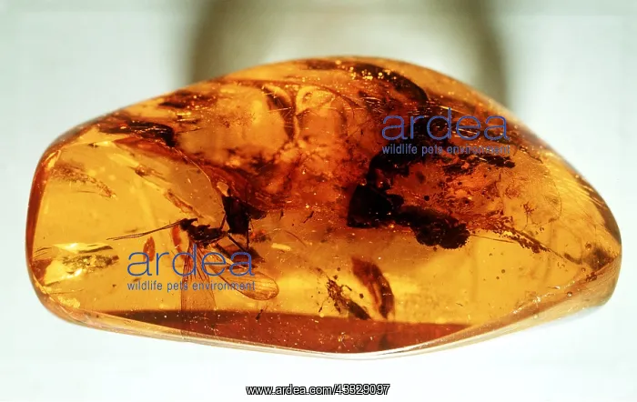  : AMBER - Containing flies, (Diptera)